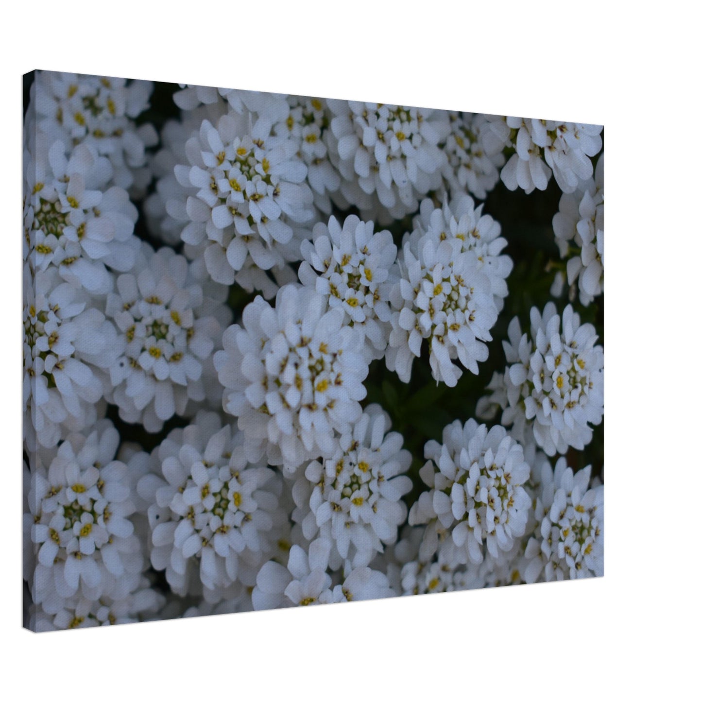 Blossom Delicacy - Canvas - JDivine