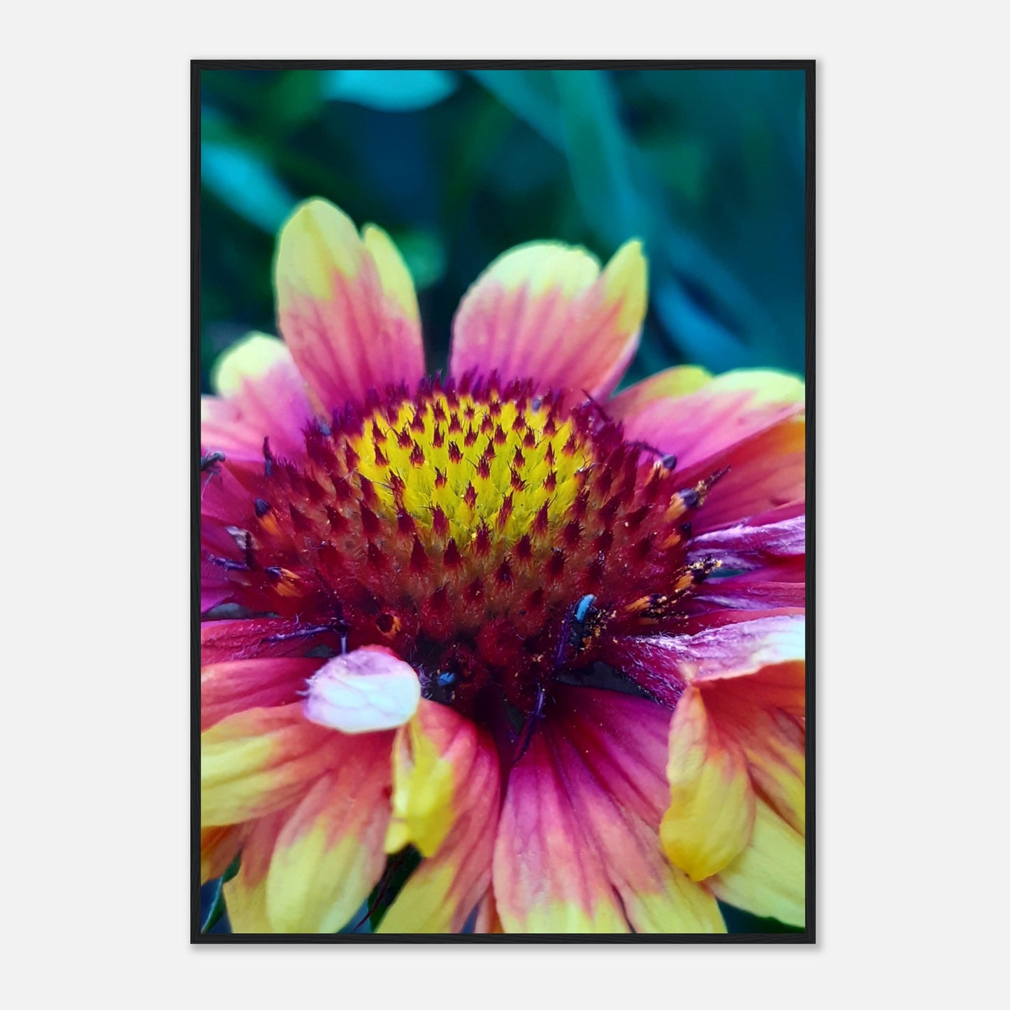 Vibrant Petal Symphony - Framed Poster - JDivine