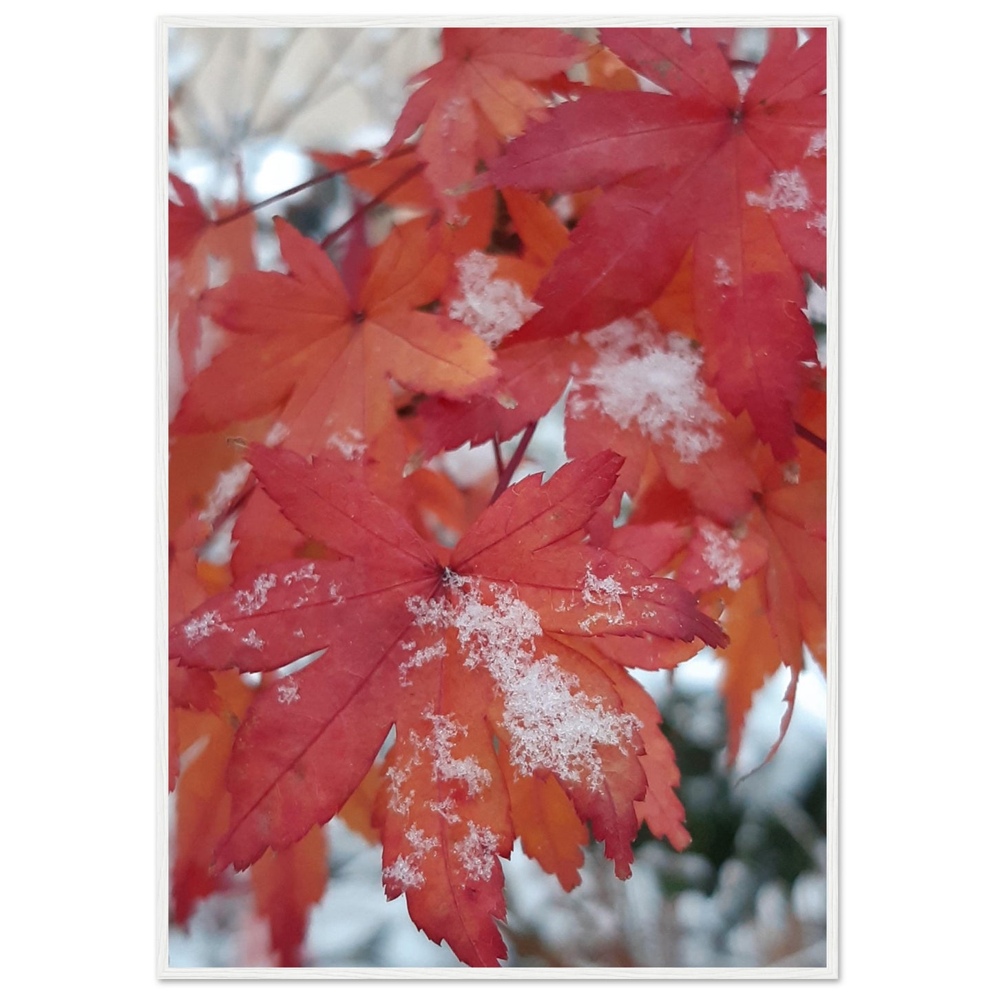 Snow-Kissed Maple Leaves - Framed Poster - JDivine