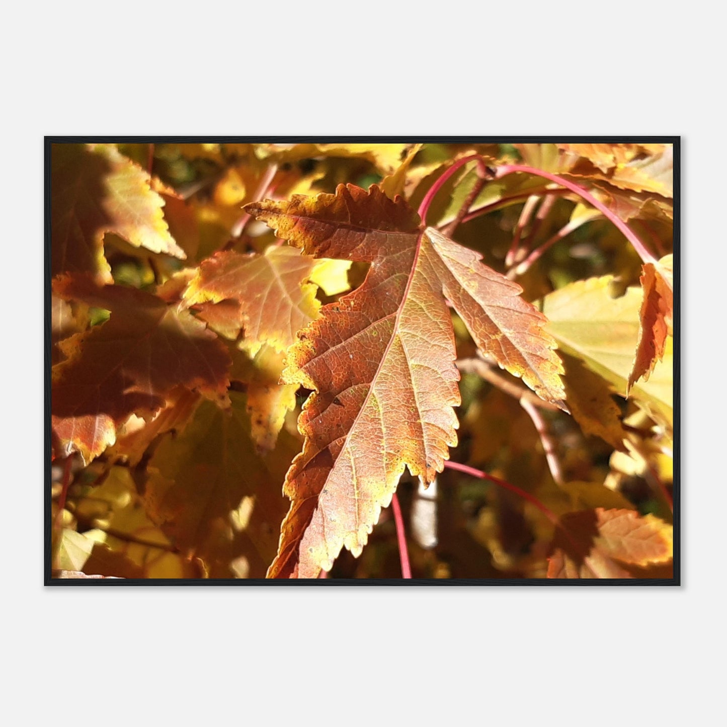 Autumn's Golden Glow - Framed Poster - JDivine