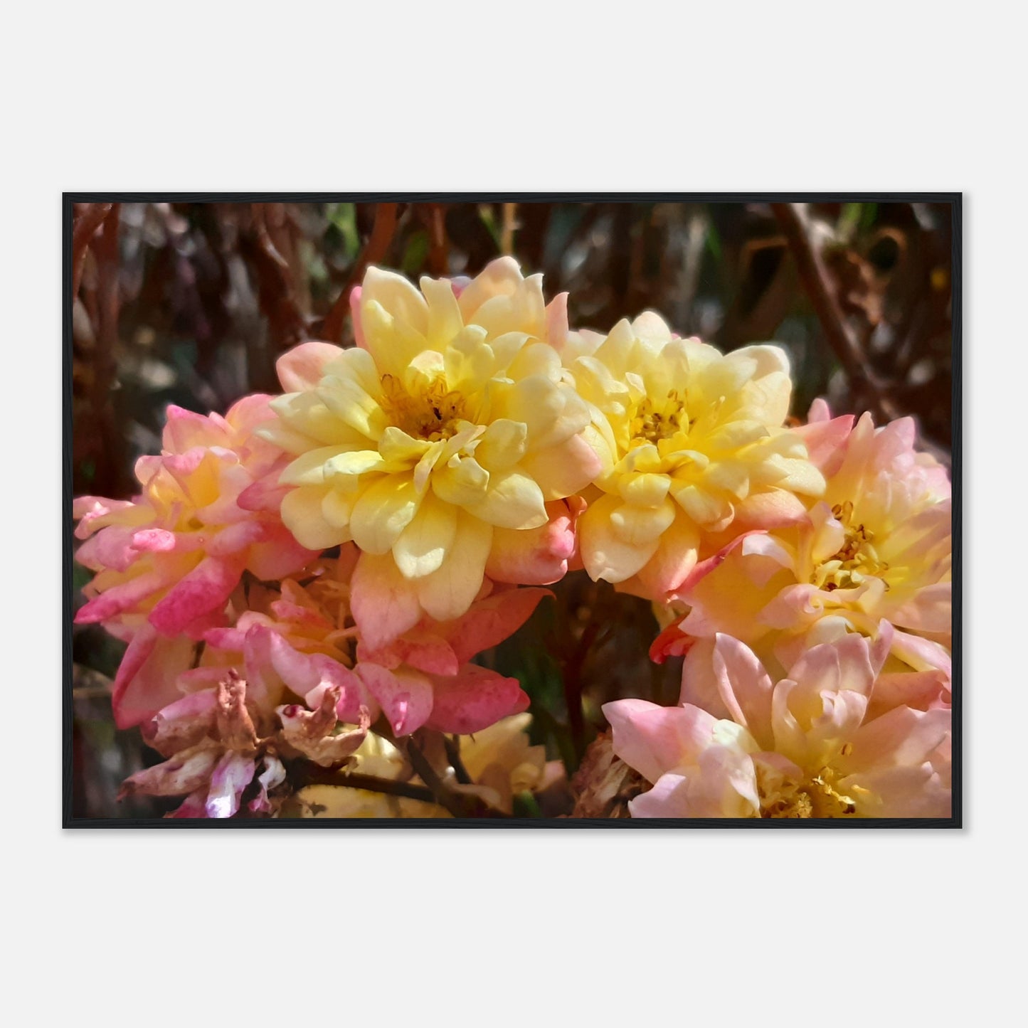 Soft Bloom Harmony - Framed Poster - JDivine