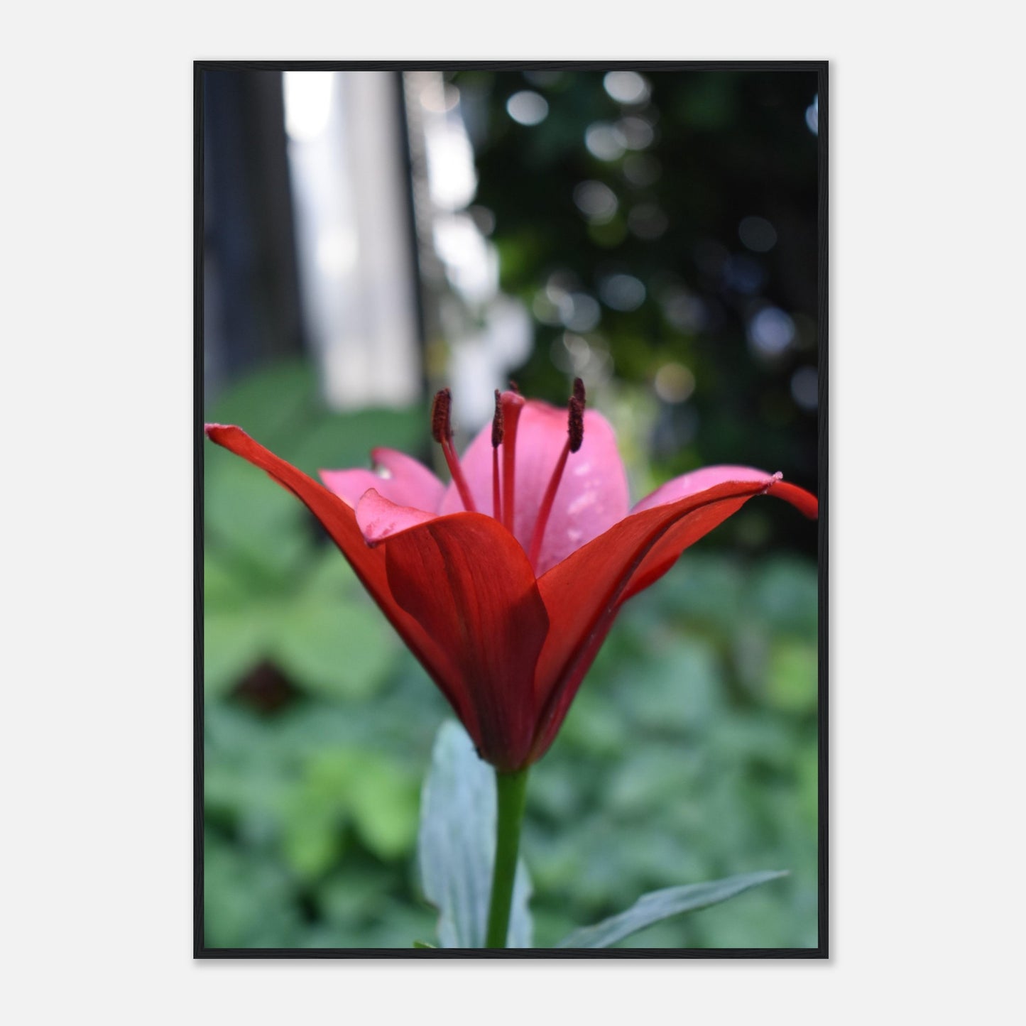 Crimson Embrace - Framed Poster - JDivine