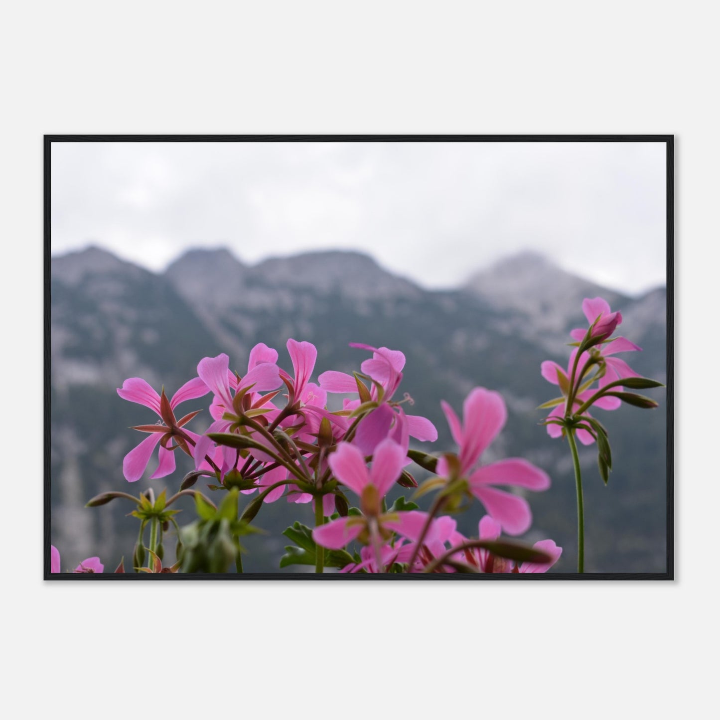 Alpine Bloom - Framed Poster - JDivine