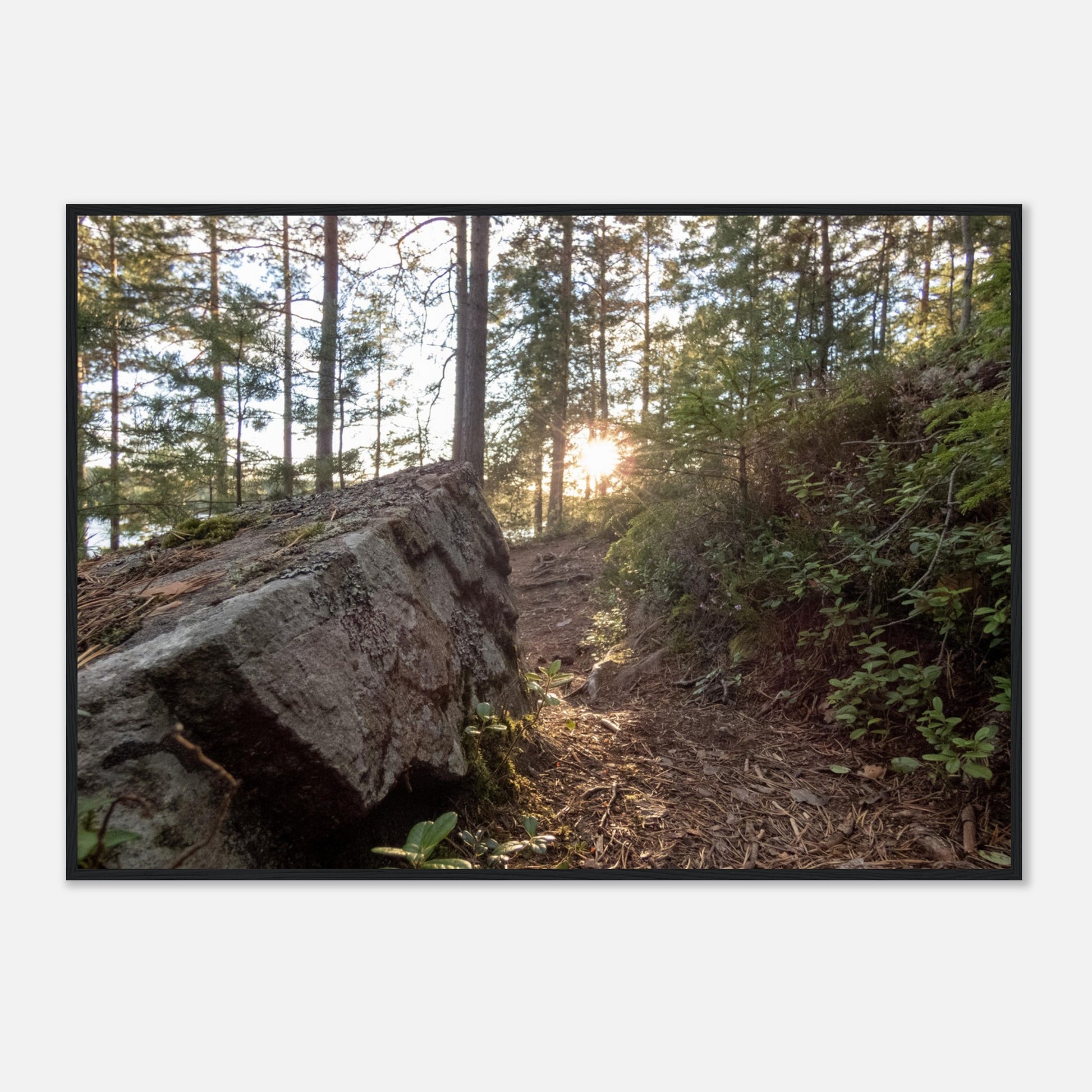 Forest Trail at Dawn - Framed Poster - JDivine