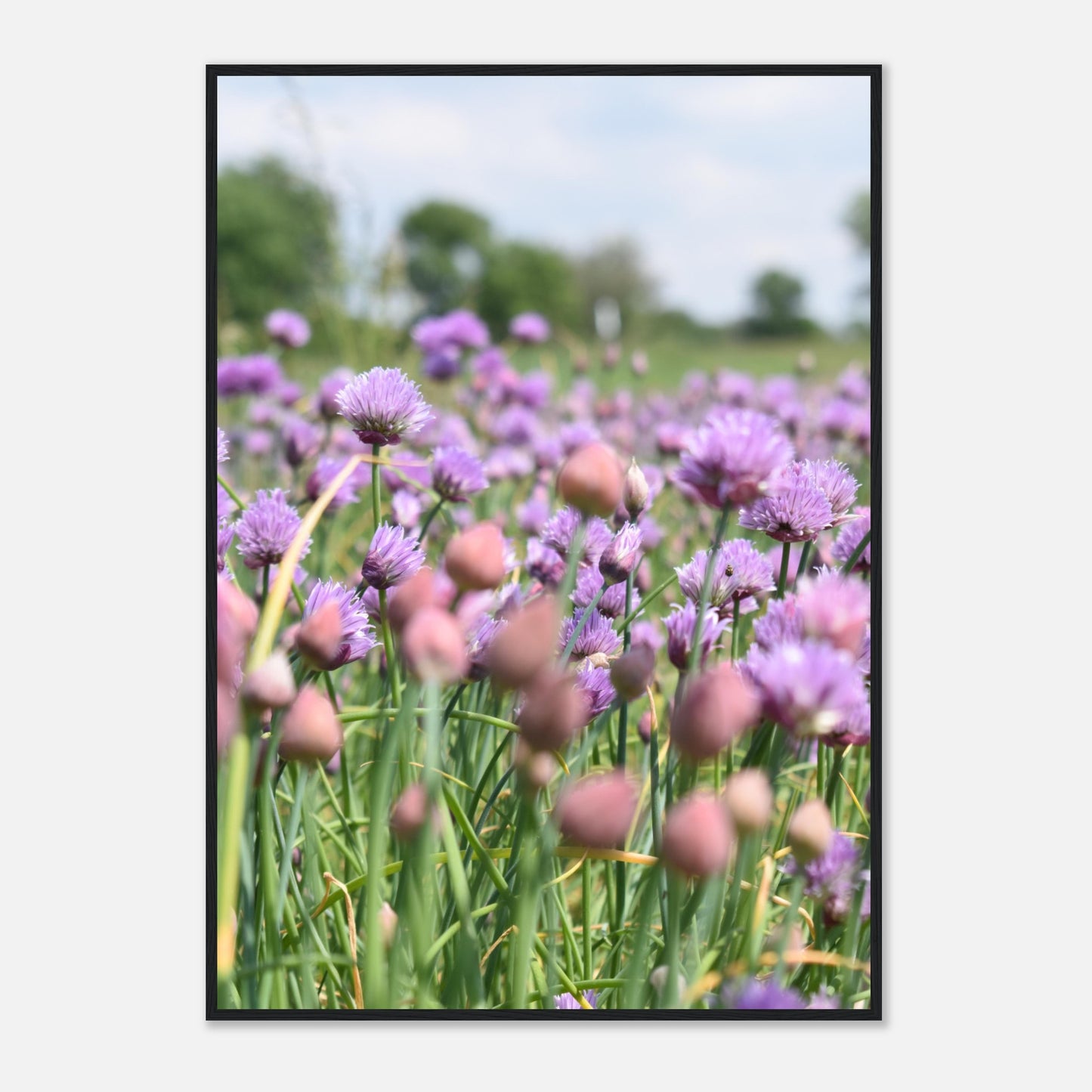 Purple Bloom Whispers - Framed Poster - JDivine