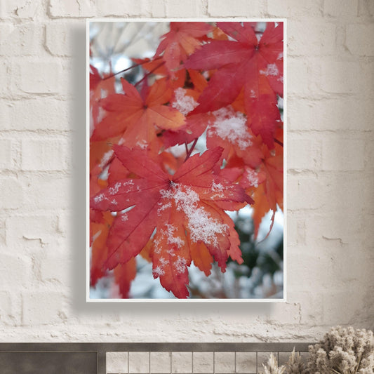 Snow-Kissed Maple Leaves - Framed Poster - JDivine 