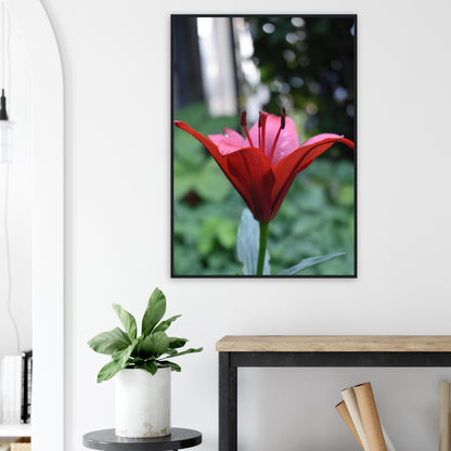 Crimson Embrace - Framed Poster - JDivine 