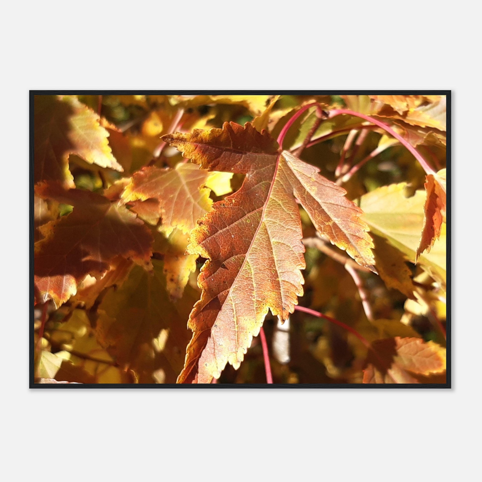 Autumn's Golden Glow - Framed Poster - JDivine 