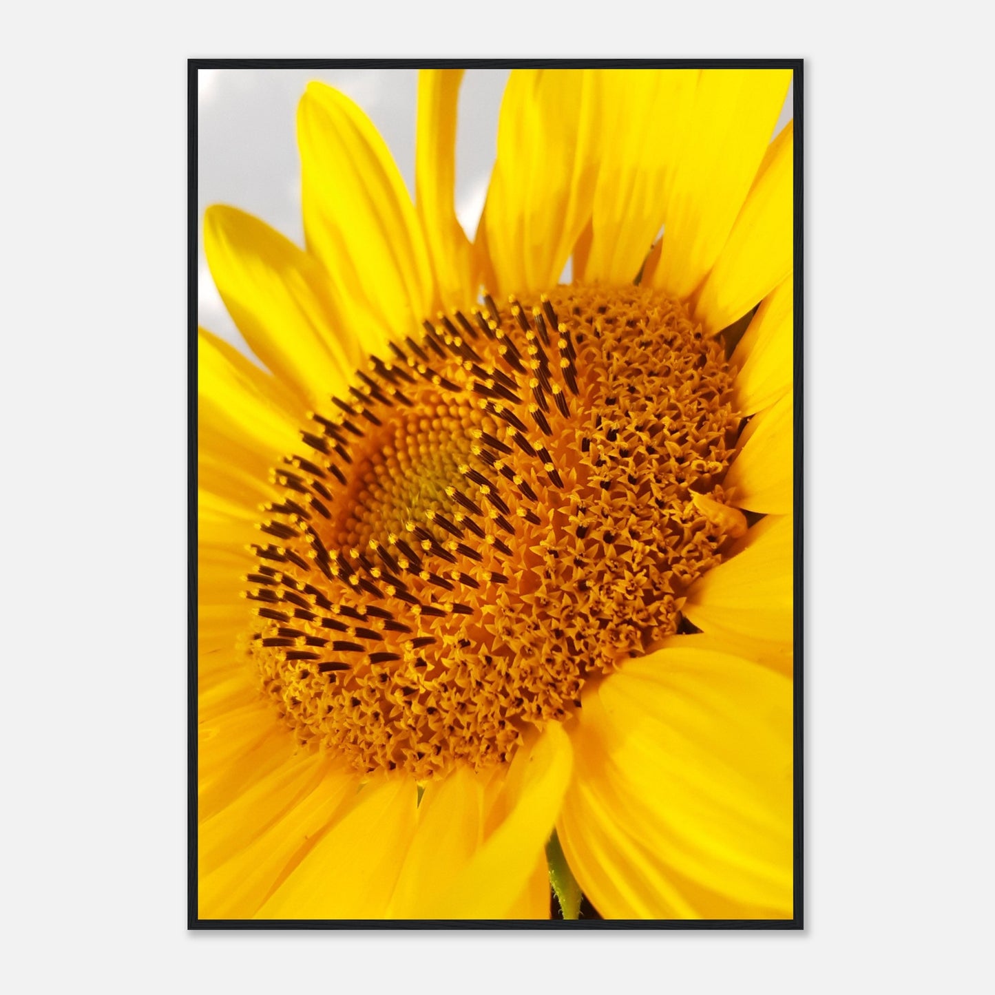 Golden Glow of Summer - Framed Poster - JDivine 