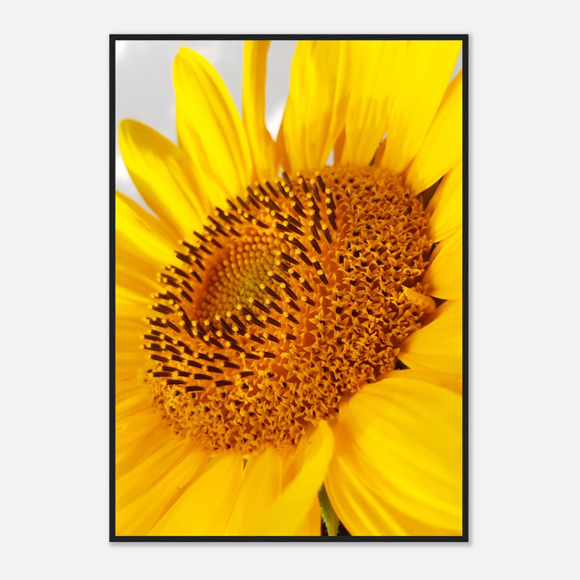 Golden Glow of Summer - Framed Poster - JDivine 