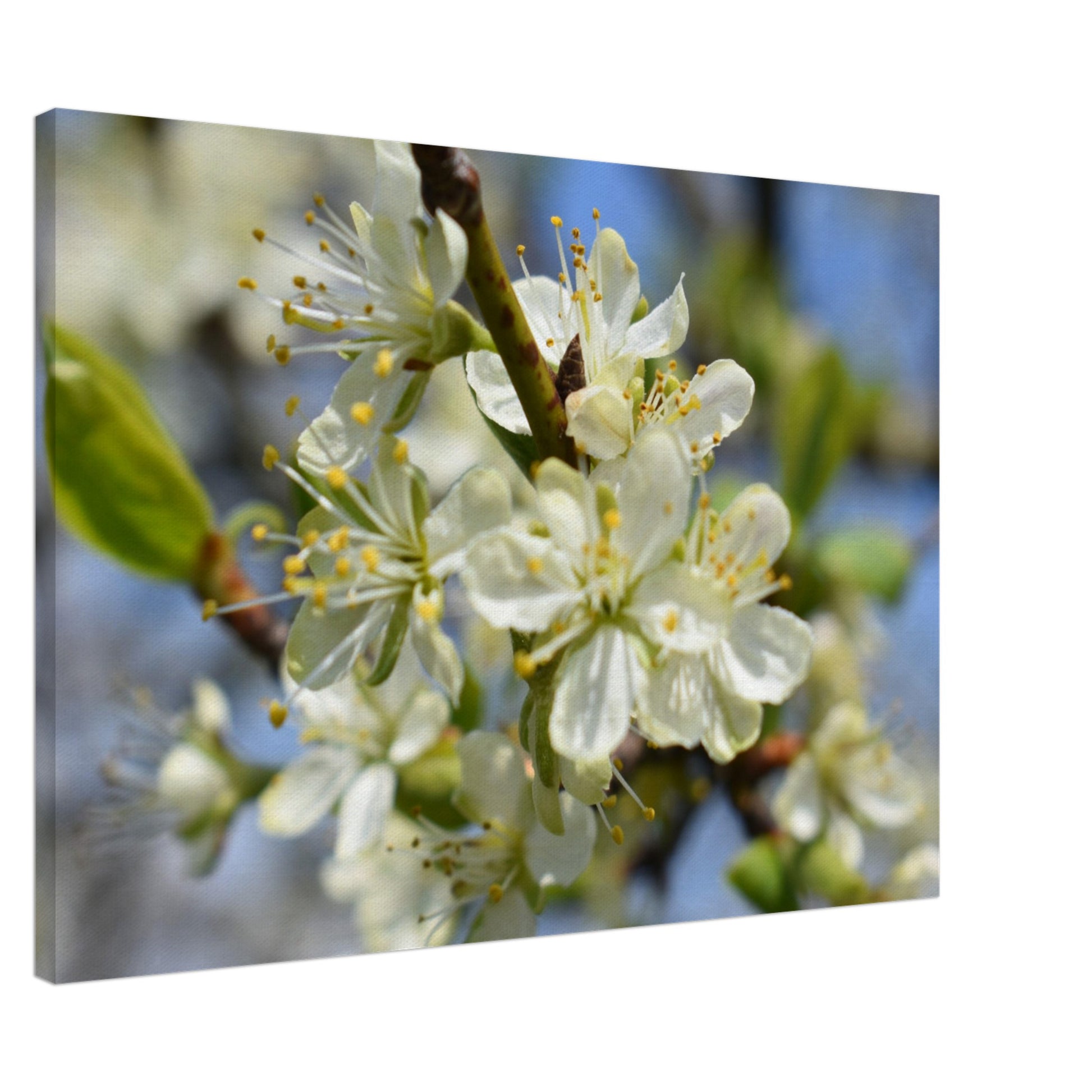 First Light of Spring - Canvas - JDivine 