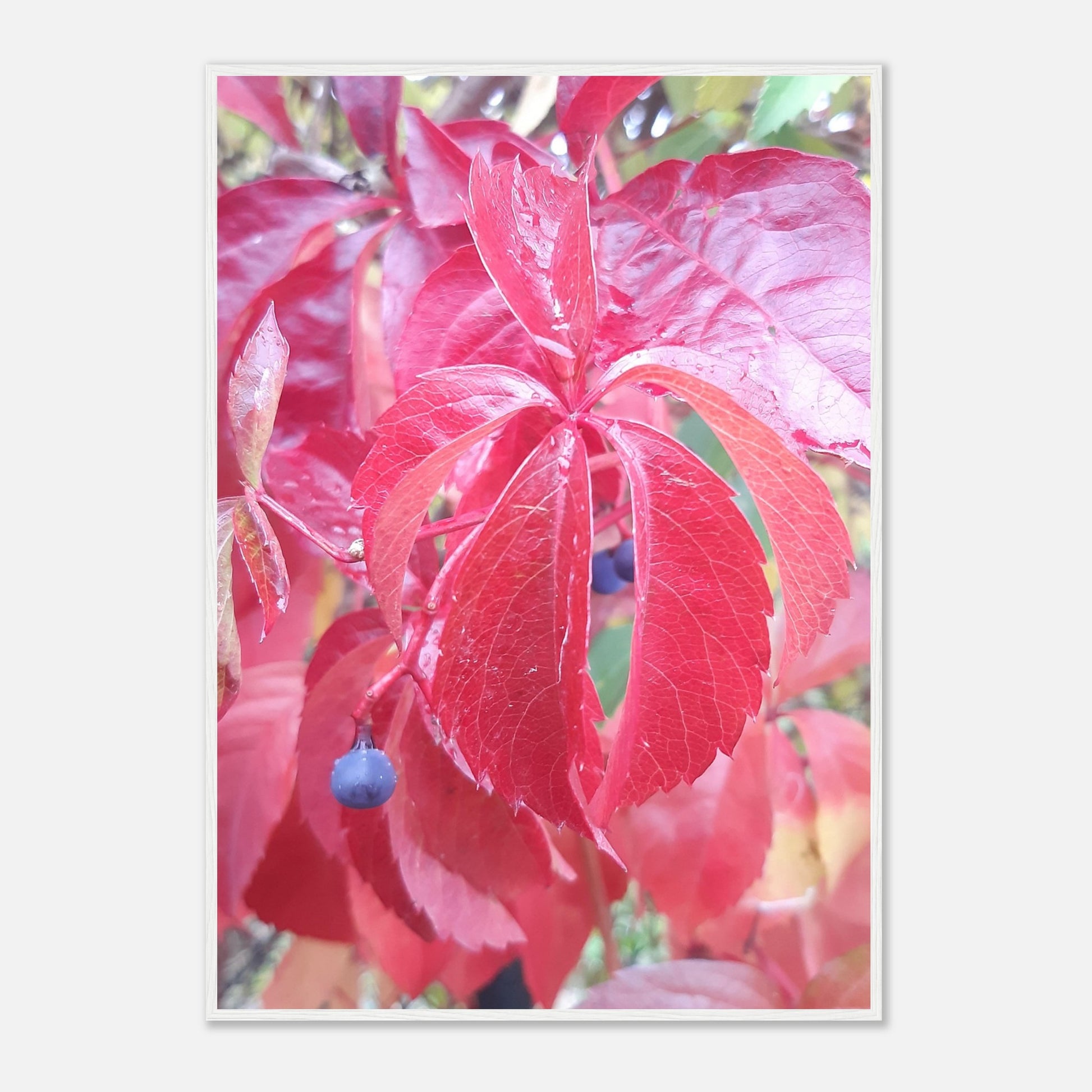 The Essence of Fall: Crimson and Blue - Framed Poster - JDivine 