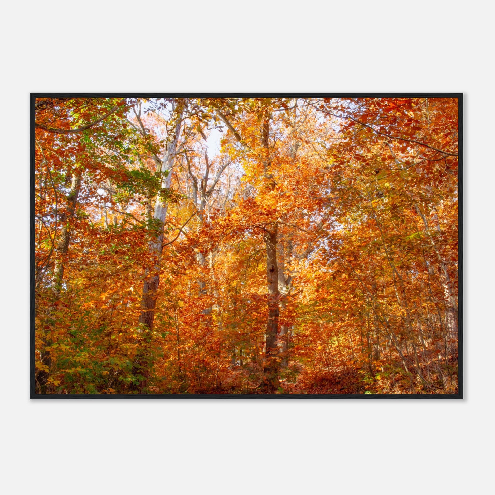 Colorful Trees - Framed Poster - JDivine 